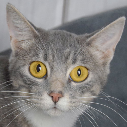 picture of the cat needing adoption