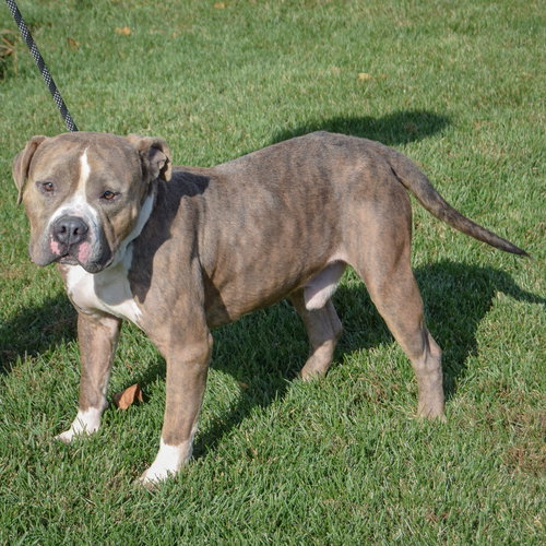 HERSHAL - American Staffordshire Terrier / American Bulldog available for adoption