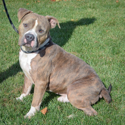 Hershal, an adoptable American Staffordshire Terrier / American Bulldog / Mixed at Animal House Shelter — photo 3
