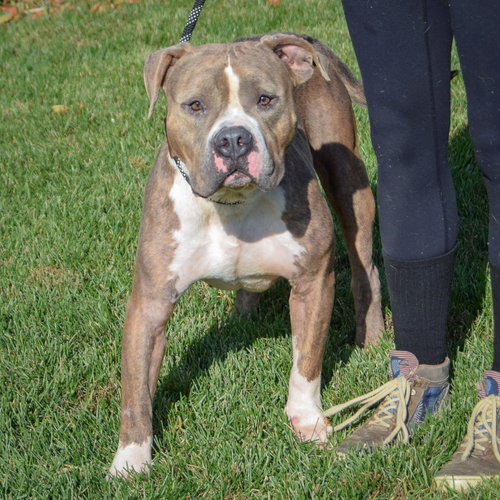 Hershal, an adoptable American Staffordshire Terrier / American Bulldog / Mixed at Animal House Shelter — photo 4
