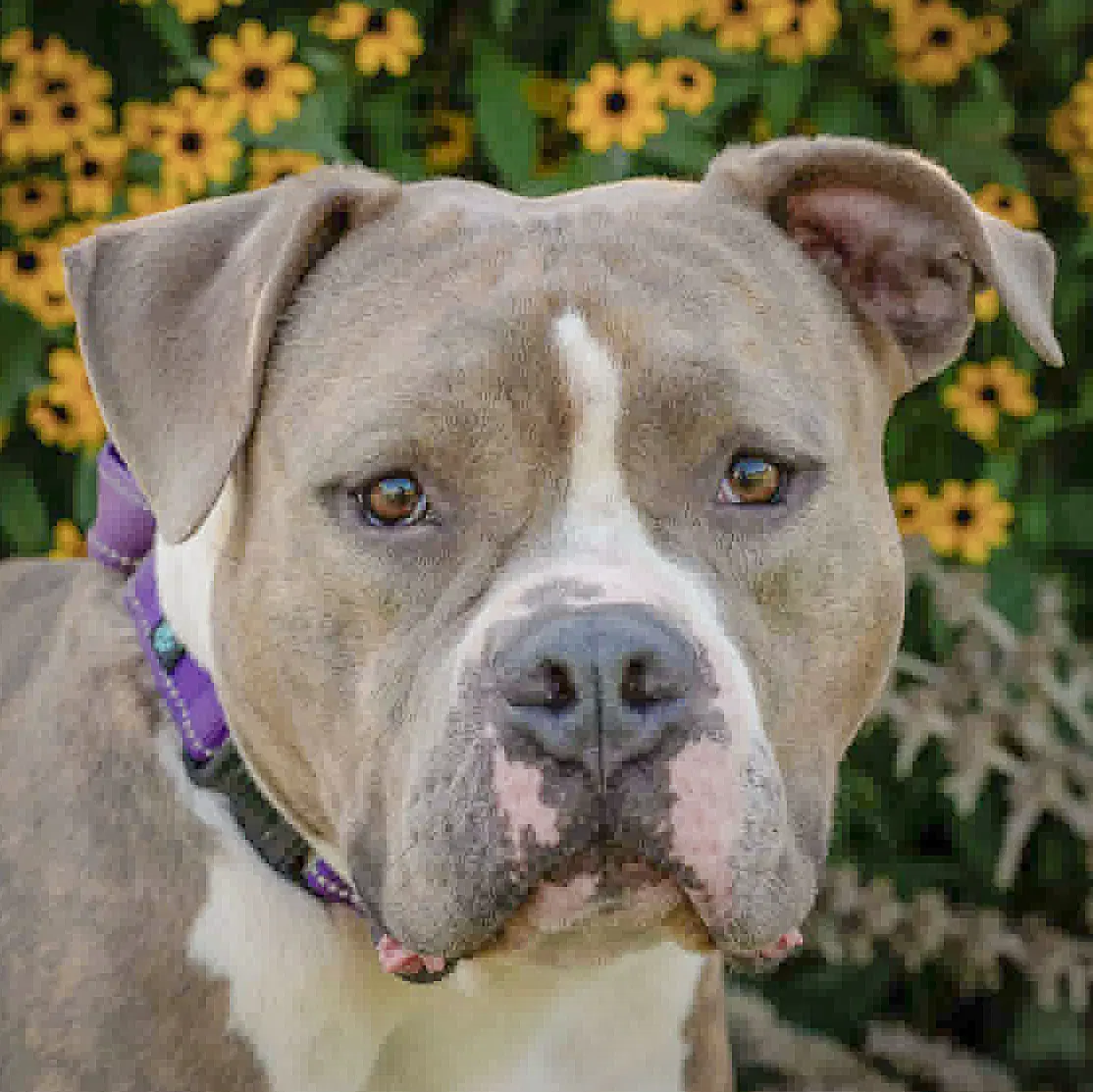 Hershal - American Staffordshire Terrier