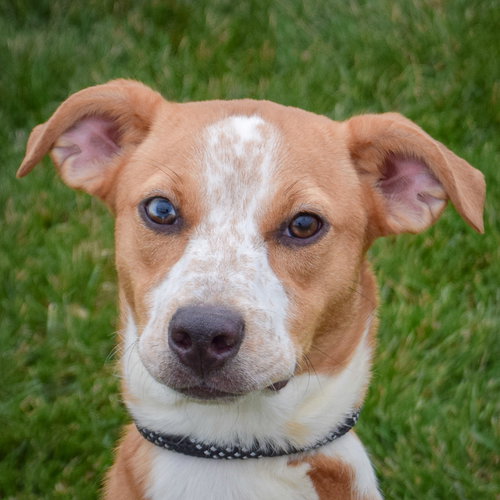 picture of the dog needing adoption