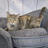 Penny - Photo 2