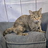 Penny - Photo 3