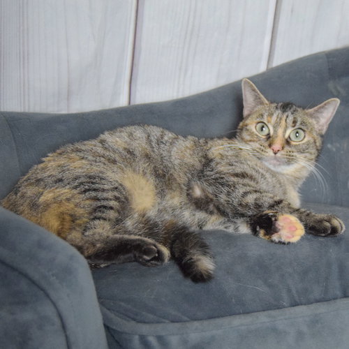STAR - Torbie / Domestic Short Hair available for adoption