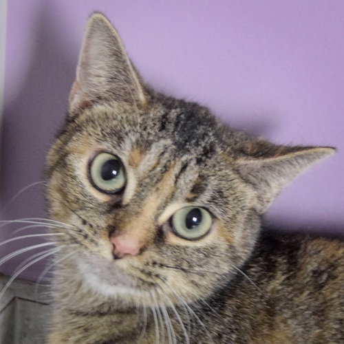 picture of the cat needing adoption
