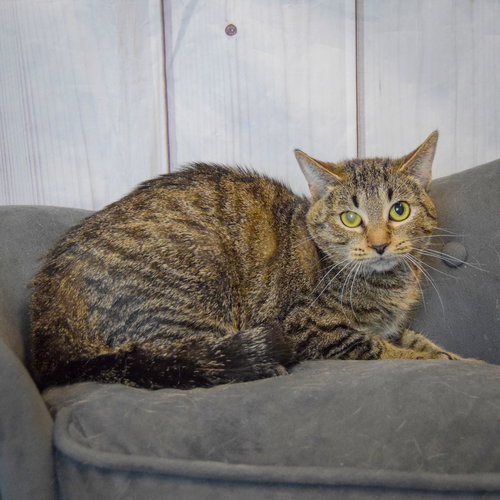 CHARLIE - Tabby / Domestic Short Hair available for adoption