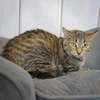 Charlie - Photo 4