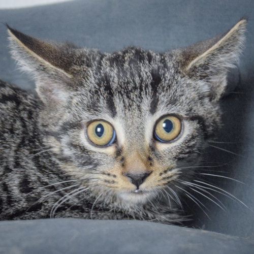 picture of the cat needing adoption