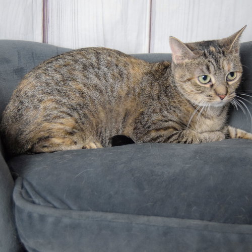 ECLIPSE - Torbie / Domestic Short Hair available for adoption
