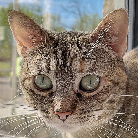 Eclipse, an adoptable Torbie in Huntley, IL