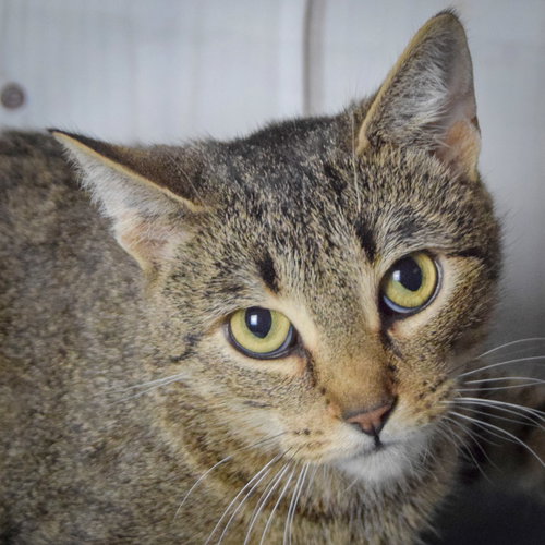 picture of the cat needing adoption