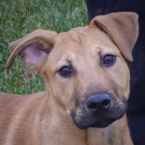 picture of the dog needing adoption