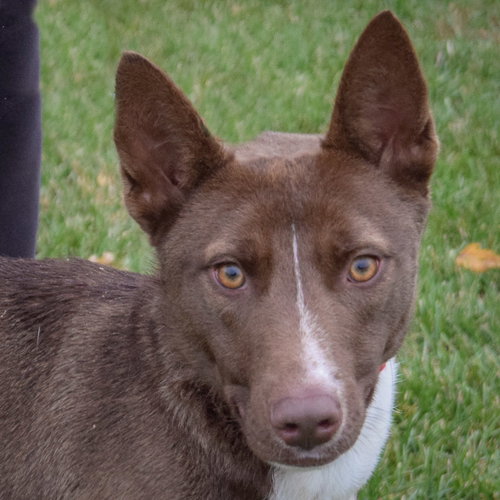 picture of the dog needing adoption