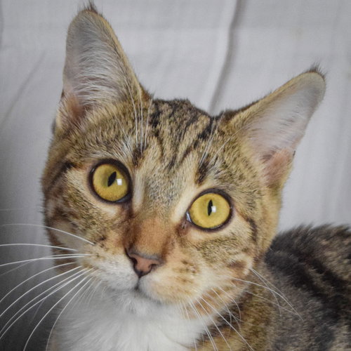 Rory, Baby Tabby / Domestic Short Hair / Mixed (short coat), cat for adoption in Bartlett, Illinois
