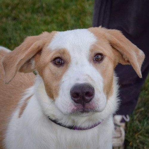 picture of the dog needing adoption