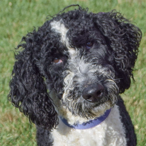 picture of the dog needing adoption