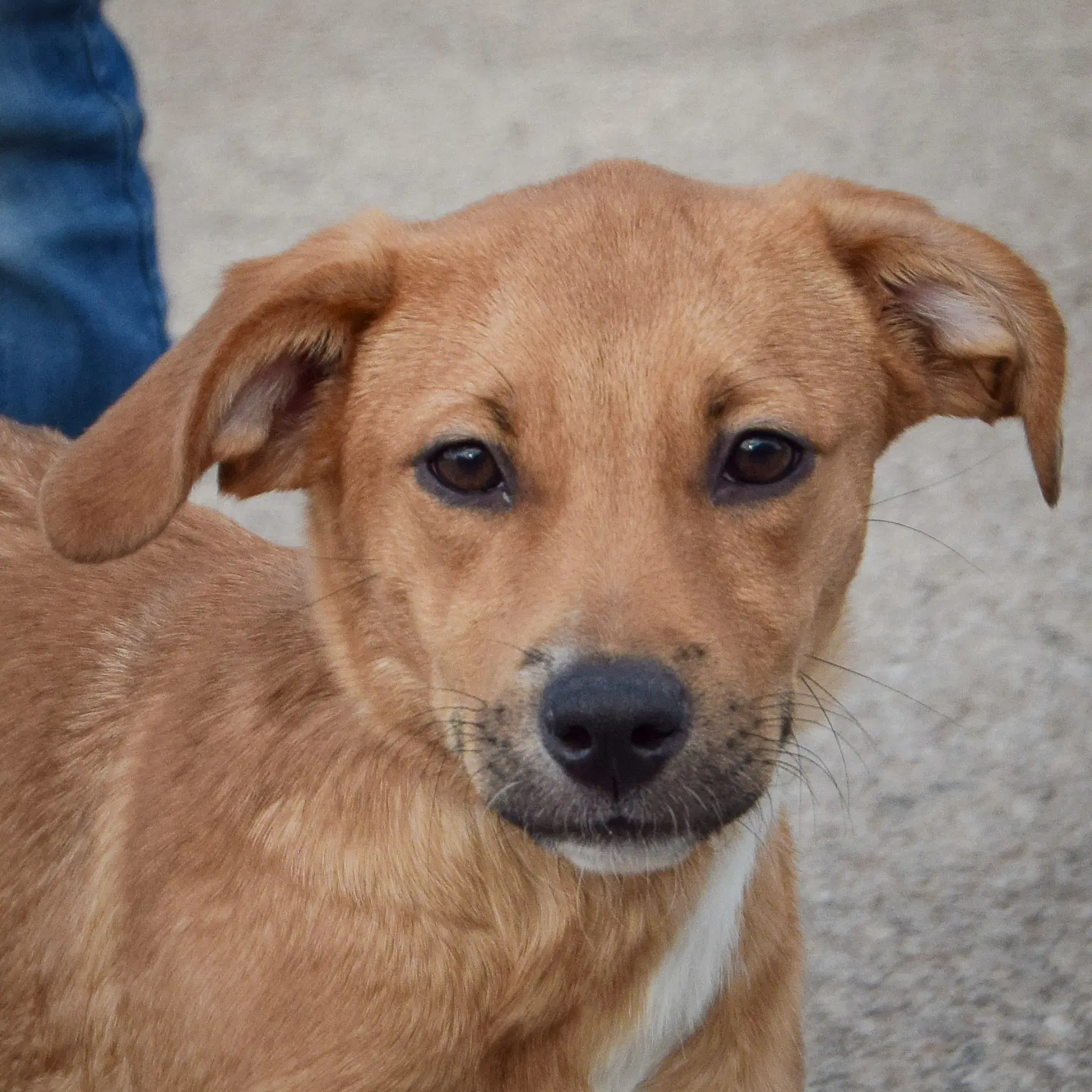 Honeybee - Labrador Retriever