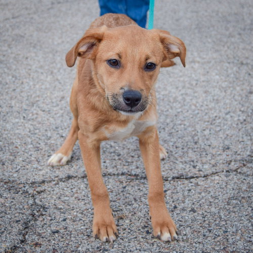 Honeybee, an adoptable Labrador Retriever / Boxer / Mixed at Animal House Shelter — photo 2