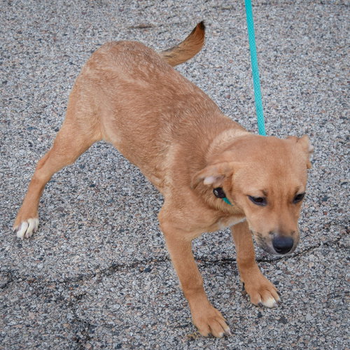 Honeybee, an adoptable Labrador Retriever / Boxer / Mixed at Animal House Shelter — photo 3