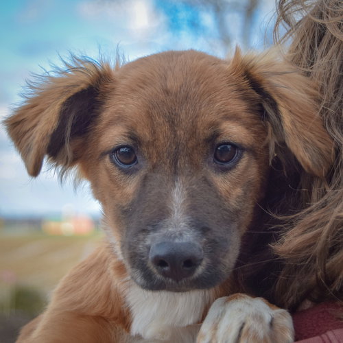 picture of the dog needing adoption