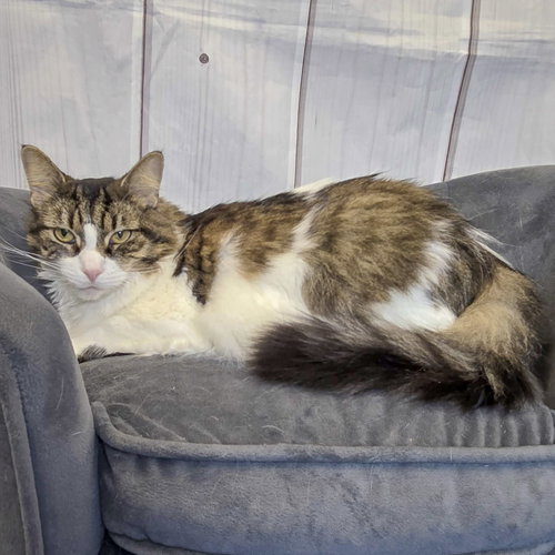 DOROTHY - Maine Coon / Domestic Long Hair available for adoption