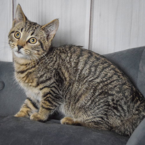 SPRINKLES - Tabby / Domestic Short Hair available for adoption