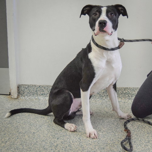 JAY - Border Collie / American Staffordshire Terrier available for adoption
