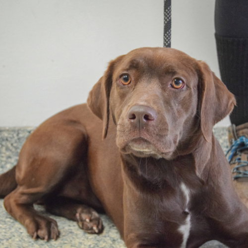 Olive photo 6