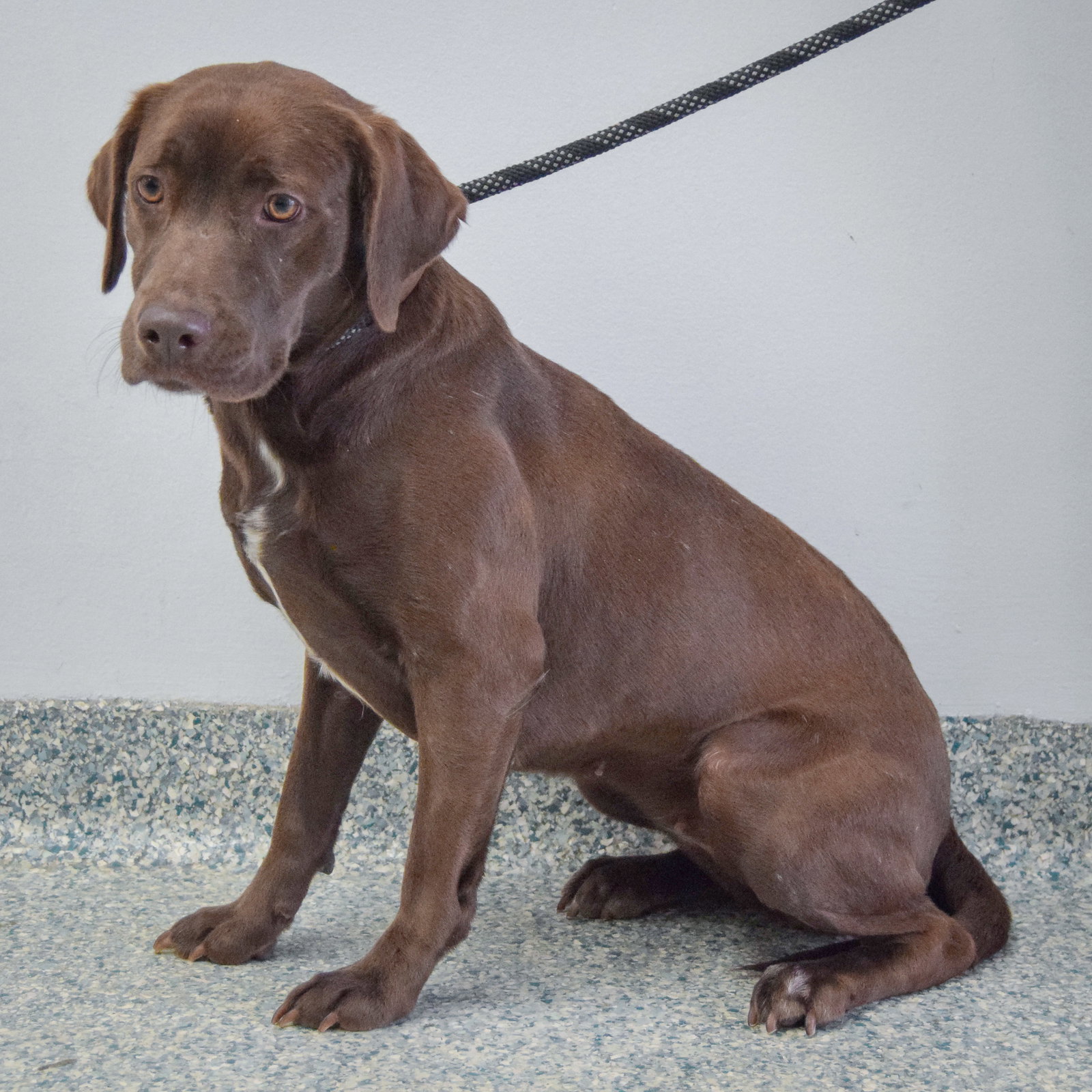 Olive, photo 7