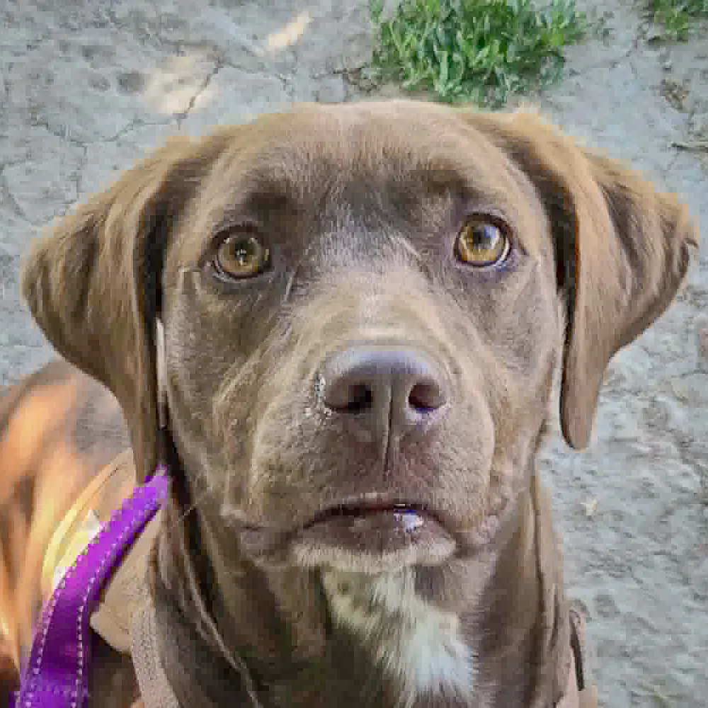 Olive - Chocolate Labrador Retriever