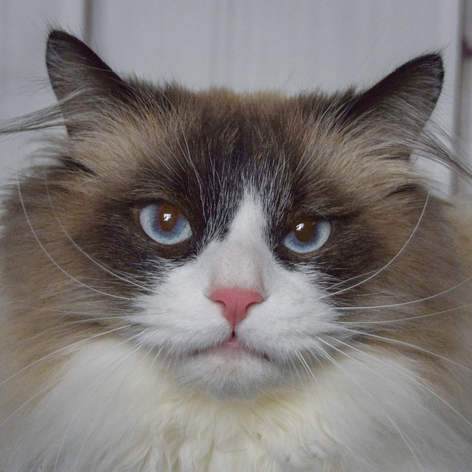 Louie Image
