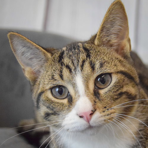 picture of the cat needing adoption