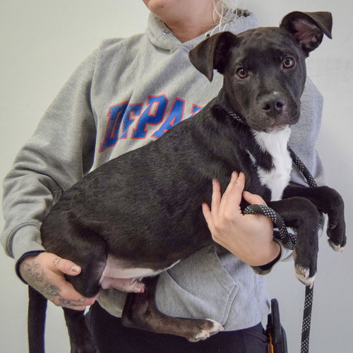 WILLIE - Rottweiler / Labrador Retriever available for adoption