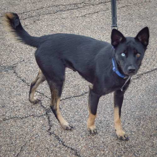 Rex photo 2