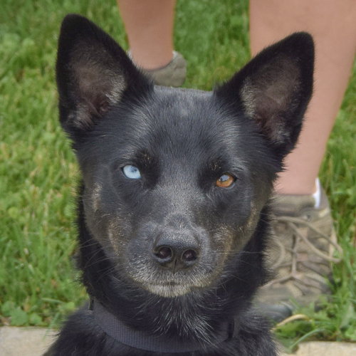 Rex, an adoptable Australian Shepherd in Huntley, IL