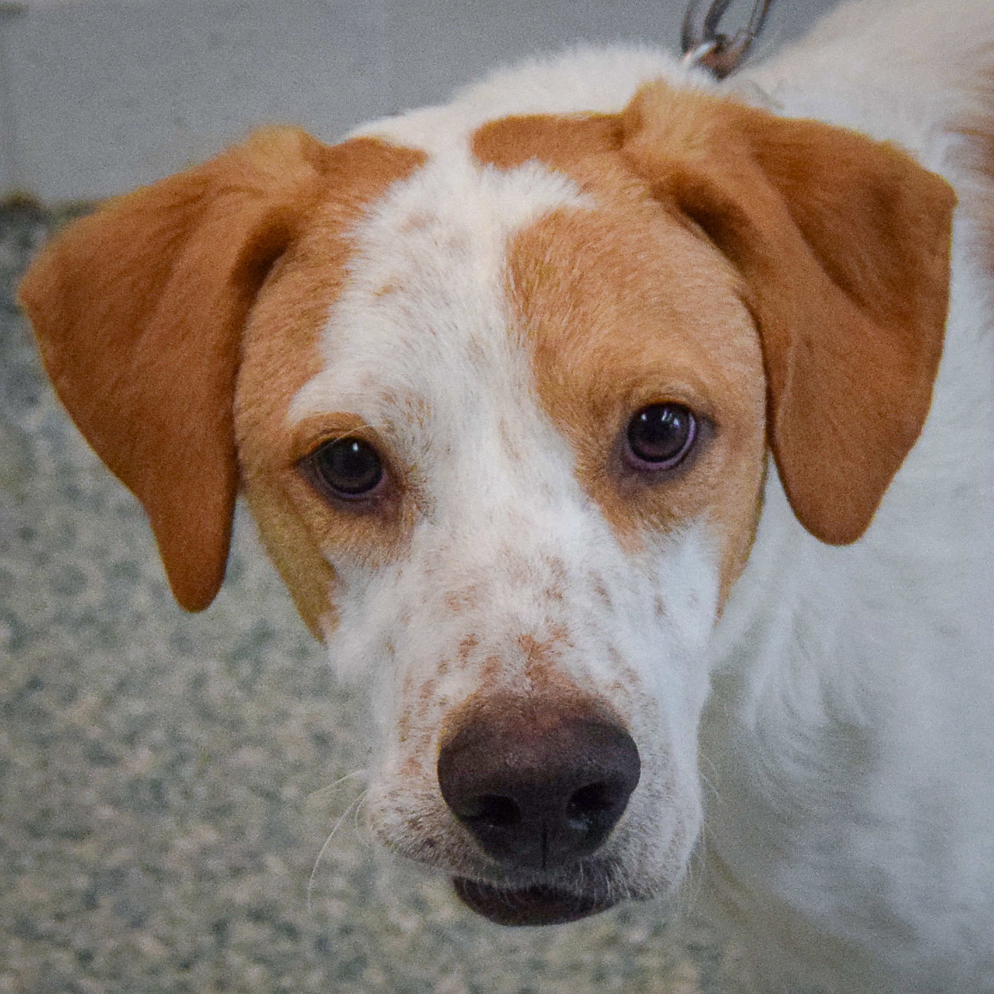 Krypto Image