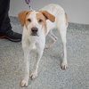 Krypto - Photo 2