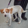 Krypto - Photo 3