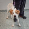 Krypto - Photo 4