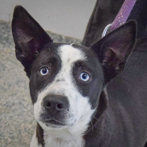 picture of the dog needing adoption