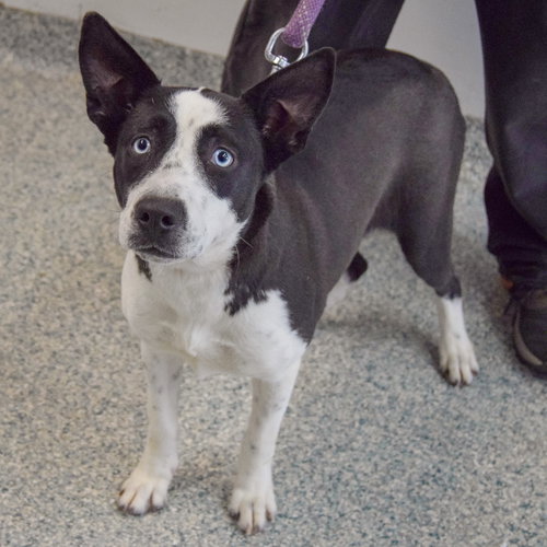 DESTINY - Husky / Black Labrador Retriever available for adoption
