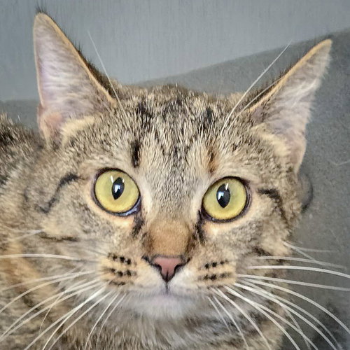 picture of the cat needing adoption