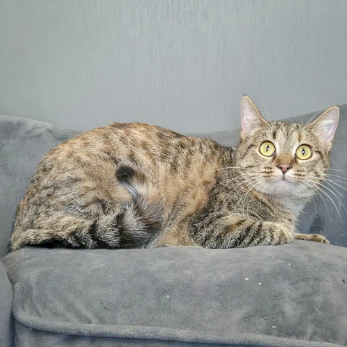 JANE - Torbie / Domestic Short Hair available for adoption