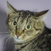 Pepper - Photo 1