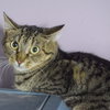 Pepper - Photo 2