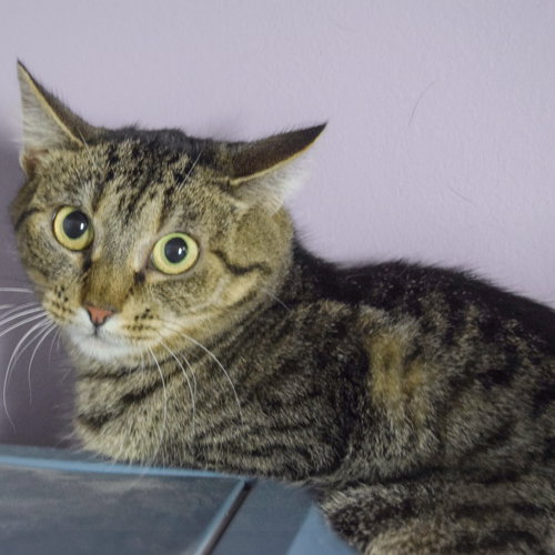 PEPPER - Tabby / Domestic Short Hair available for adoption