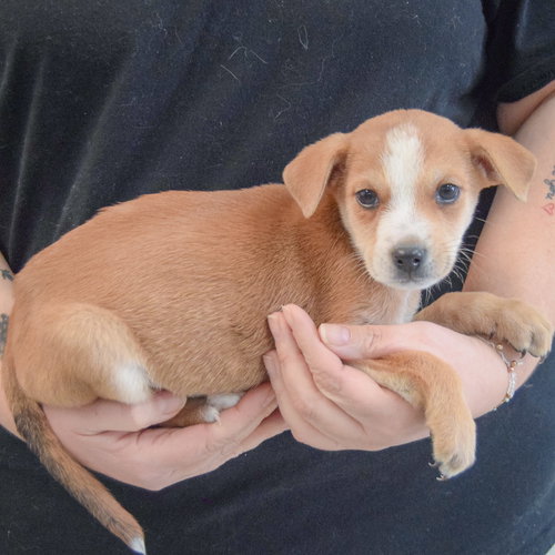 DAISY - Yellow Labrador Retriever / German Shepherd Dog available for adoption