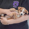 Daisy - Photo 4