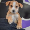 Daisy - Photo 5